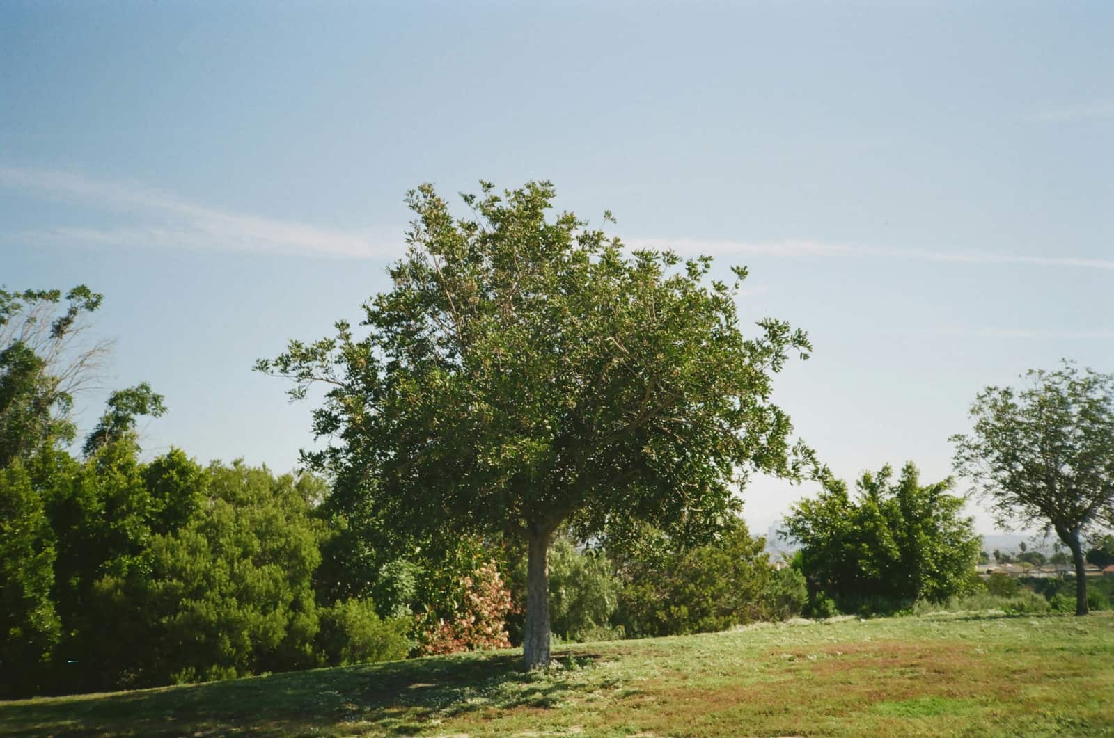 Tree care completed project Dallas