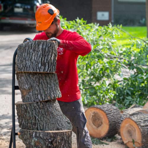 Tree trimming project Dallas