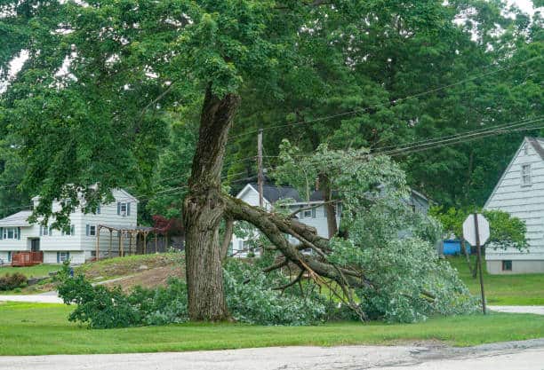 Emergency tree service Dallas