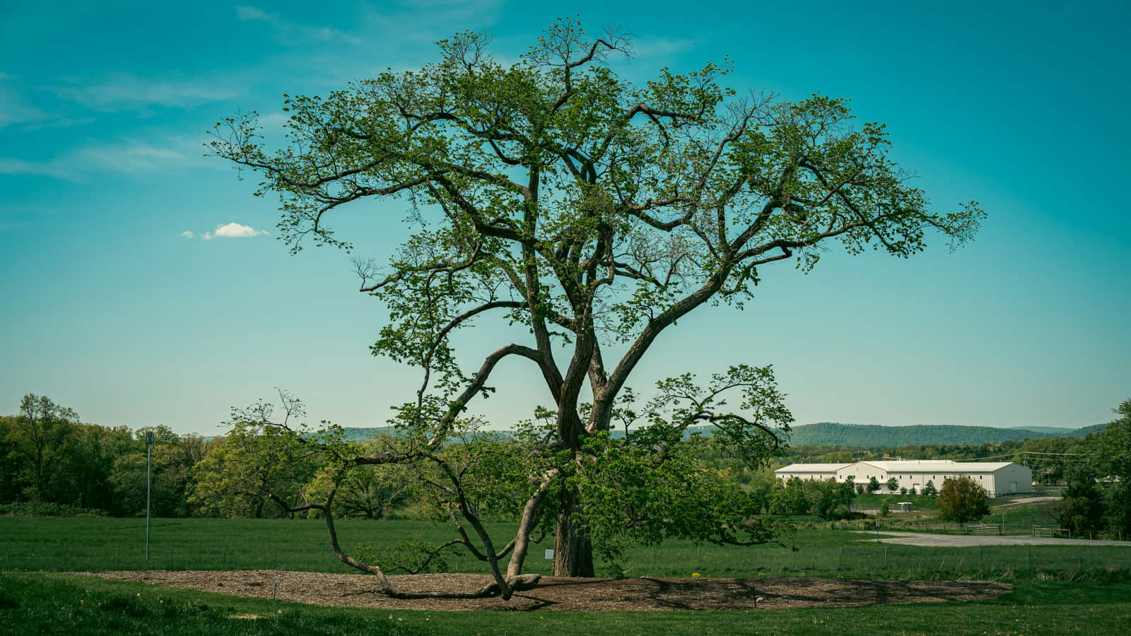 Tree nutrition and fertilization Dallas