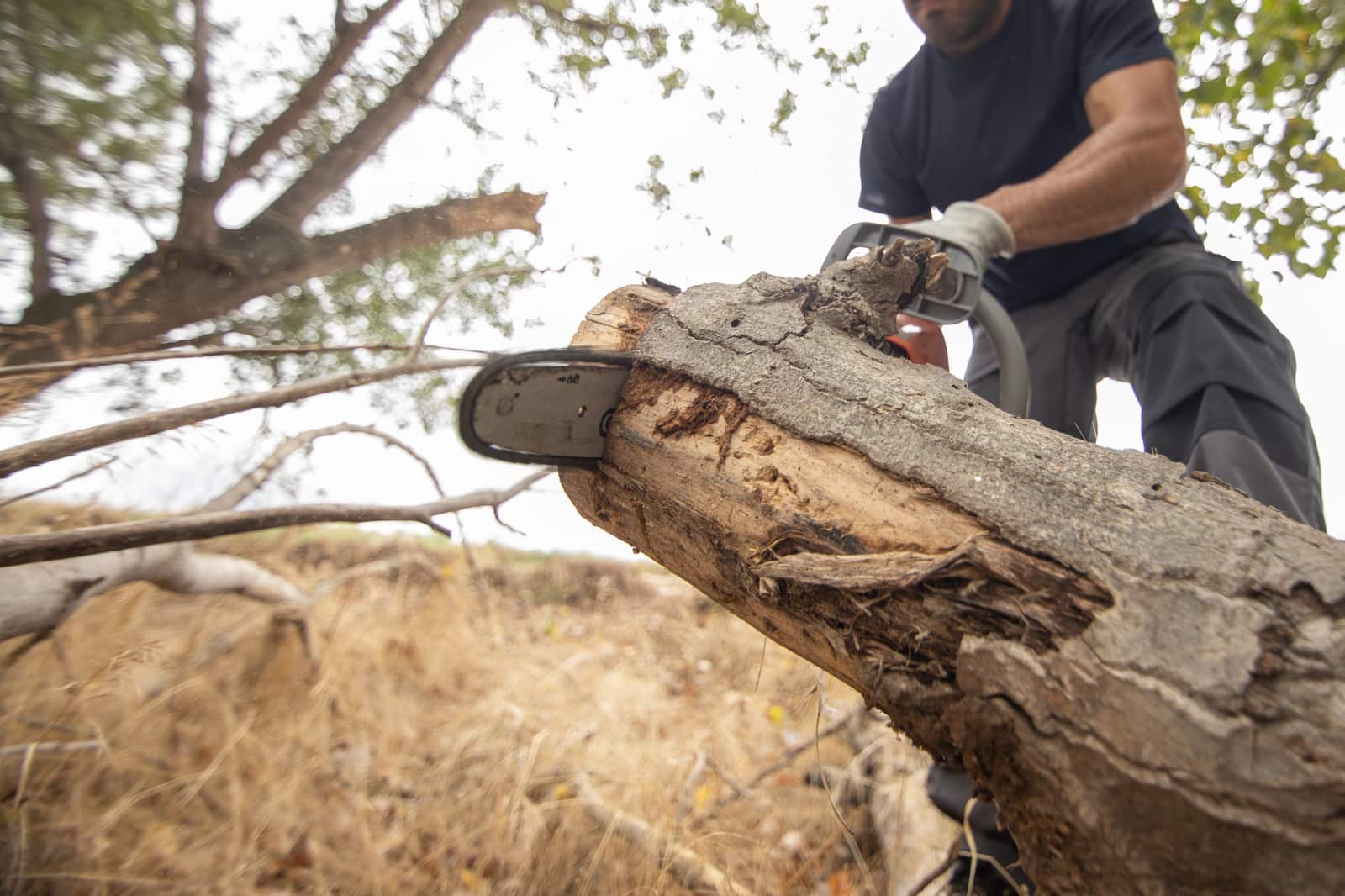 Safe tree removal service in Dallas