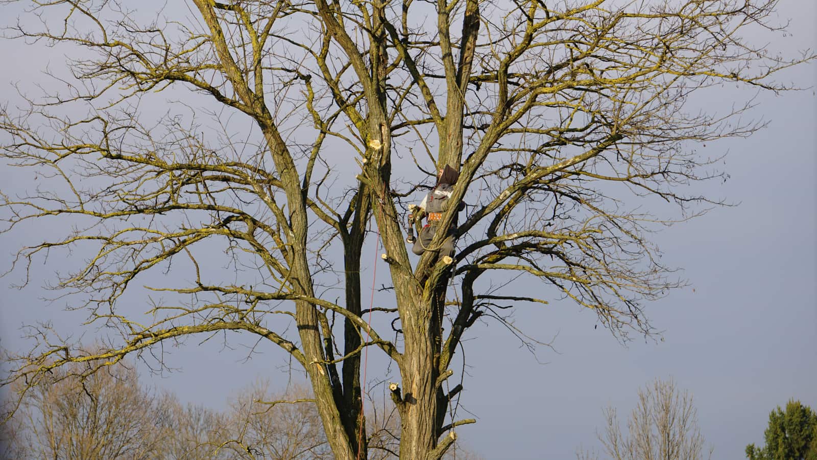 Tree trimming and pruning Dallas