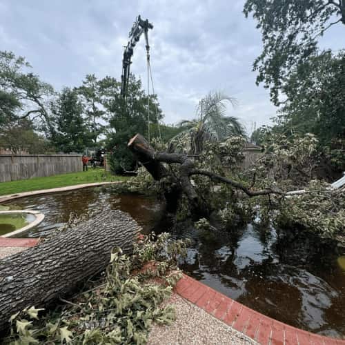Texas Tree Transformations crew, Dallas TX